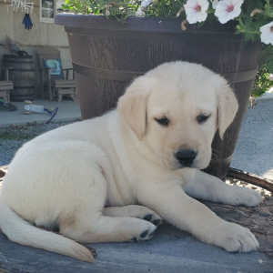 Labrador Retriever Puppy Aiden