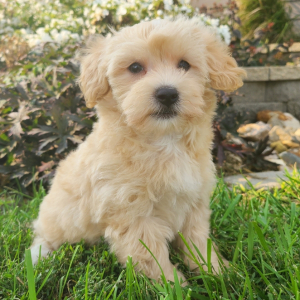 Havapoo Puppy Pandora