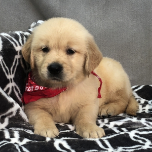 Golden Retriever Puppy Sonny