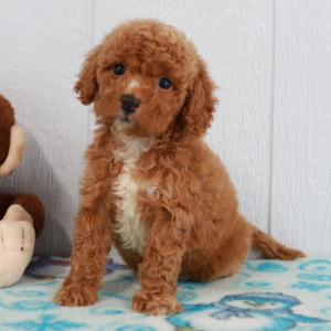 Goldendoodle Puppy Bella.