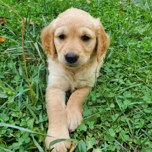 Golden Retriever Puppy Elsa