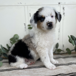 Australian Shepherd Puppy Cash