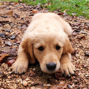 Golden Retriever Puppy Sophia