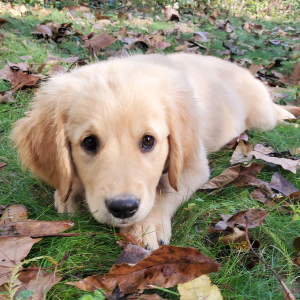 Golden Retriever Puppy Sophia