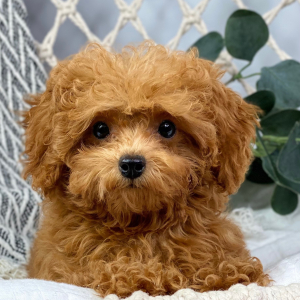 Poodle Puppy Roy