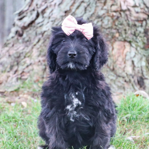 Bernedoodle Puppy Elle