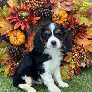 Cavalier King Charles Spaniel Puppy Arrow