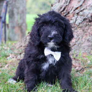 Bernedoodle Puppy Carter