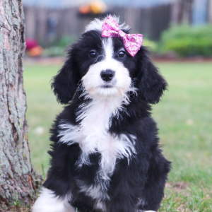 Bernedoodle Puppy Jasmine