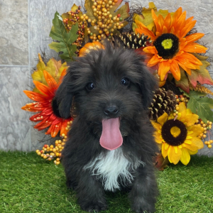 Yorkiepoo Puppy Bentley