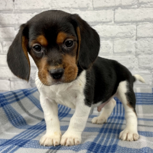 Beagle Puppy Rambo