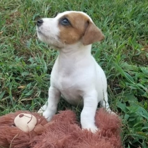 Jack Russell Terrier Puppy Zeus