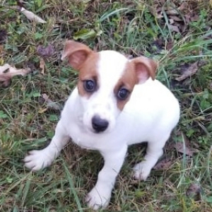 Jack Russell Terrier Puppy Zeus