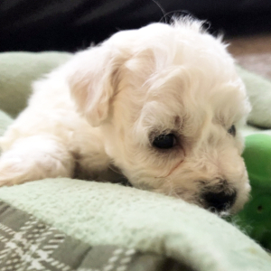 Bichon Frise Puppy Lucy