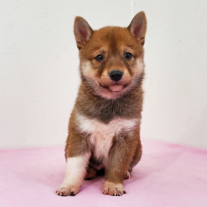 Shiba Inu Puppy Elsa