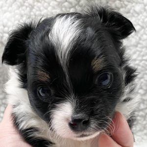 Chihuahua Puppy Polo