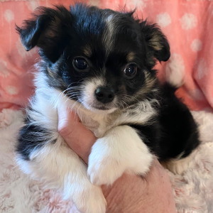 Chihuahua Puppy Polo