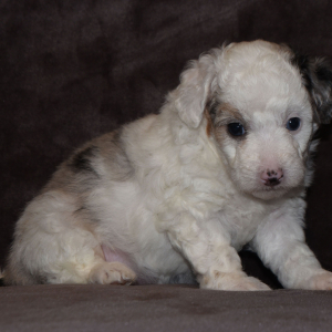 Aussiedoodle Puppy Lacie