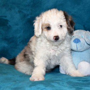 Aussiedoodle Puppy Lacie