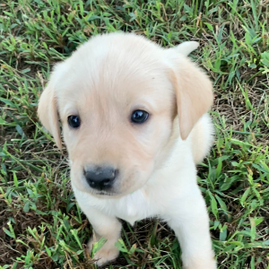 Labrador Retriever Puppy Liam