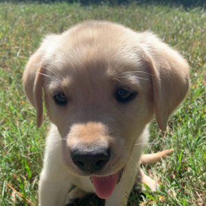 Labrador Retriever Puppy Liam