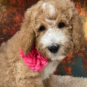 Goldendoodle Puppy Harleigh