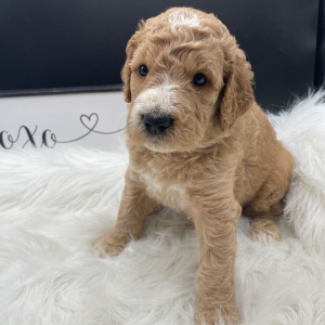 Goldendoodle Puppy Calvyn
