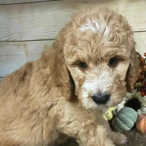 Goldendoodle Puppy Calvyn