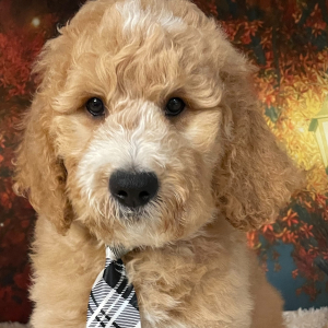 Goldendoodle Puppy Calvyn