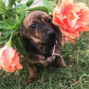 Dachshund Puppy Katelyn