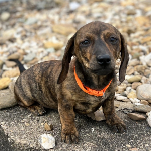 Dachshund Puppy Katelyn