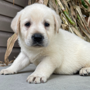 Labrador Retriever Puppy Huey