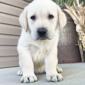 Labrador Retriever Puppy Huey