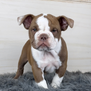 Bulldog Puppy Teddy