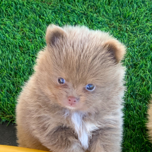 Pomeranian Puppy Arlo