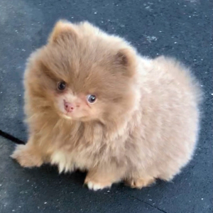 Pomeranian Puppy Arlo