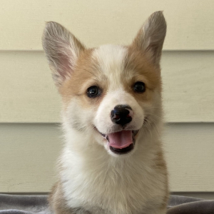 Pembroke Welsh Corgi Puppy Oscar