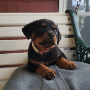 Rottweiler Puppy Ellie