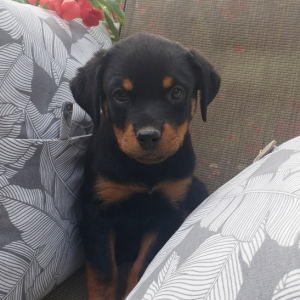 Rottweiler Puppy Ellie