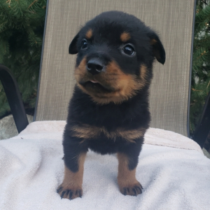 Rottweiler Puppy Pearl