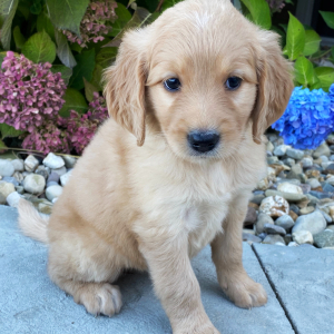 Goldendoodle Puppy Mandy