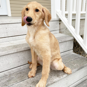 Goldendoodle Puppy Mandy