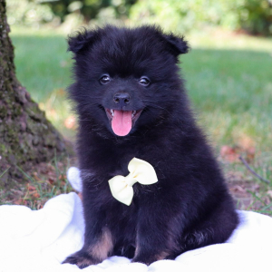 Pomeranian Puppy Thomas