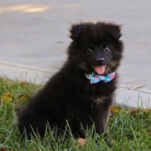 Pomeranian Puppy Thomas