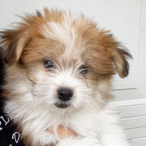 Havapom Puppy Pumpkin