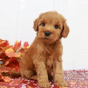 Goldendoodle Puppy Marco.