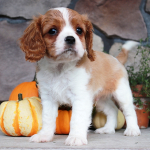 Cavalier King Charles Spaniel Puppy Tucker