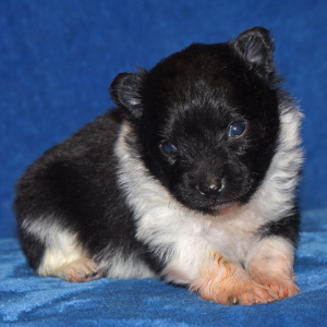 Pomeranian Puppy Samson