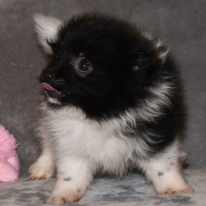 Pomeranian Puppy Samson