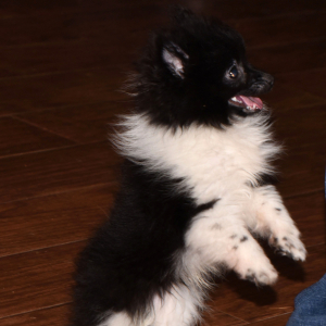 Pomeranian Puppy Samson
